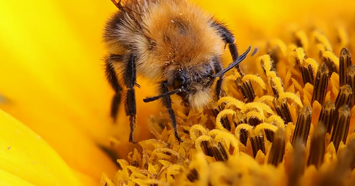 Bei Bienen ohne Königin schadet Einweiseln manchmal