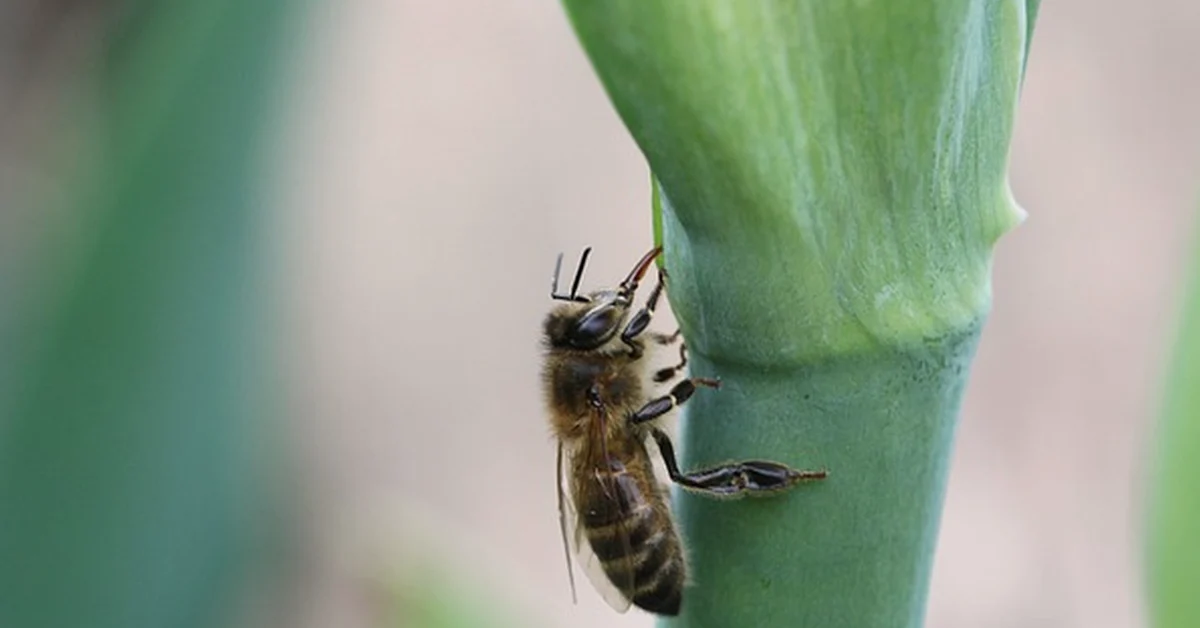 Bei Obstbäumen zählt die passende Sorte mehr als Bienen