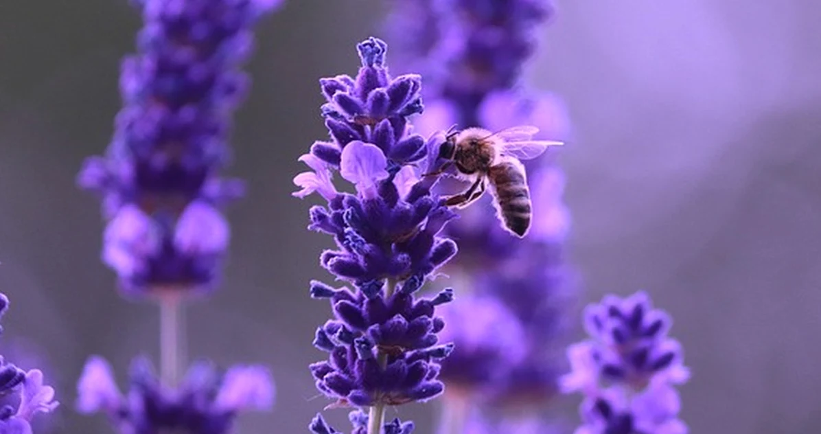 Der 21-Tage-Irrtum bei der Bienenentwicklung