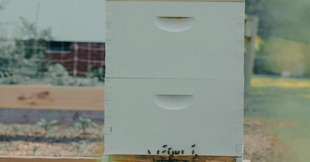 Ein selbst gebauter Bienenstock ersetzt keine Meldung