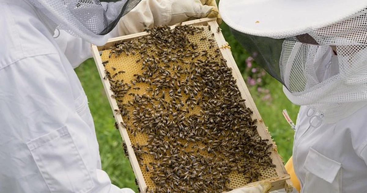 Ein sonniger Platz ist für die Bienenbeute nicht ideal