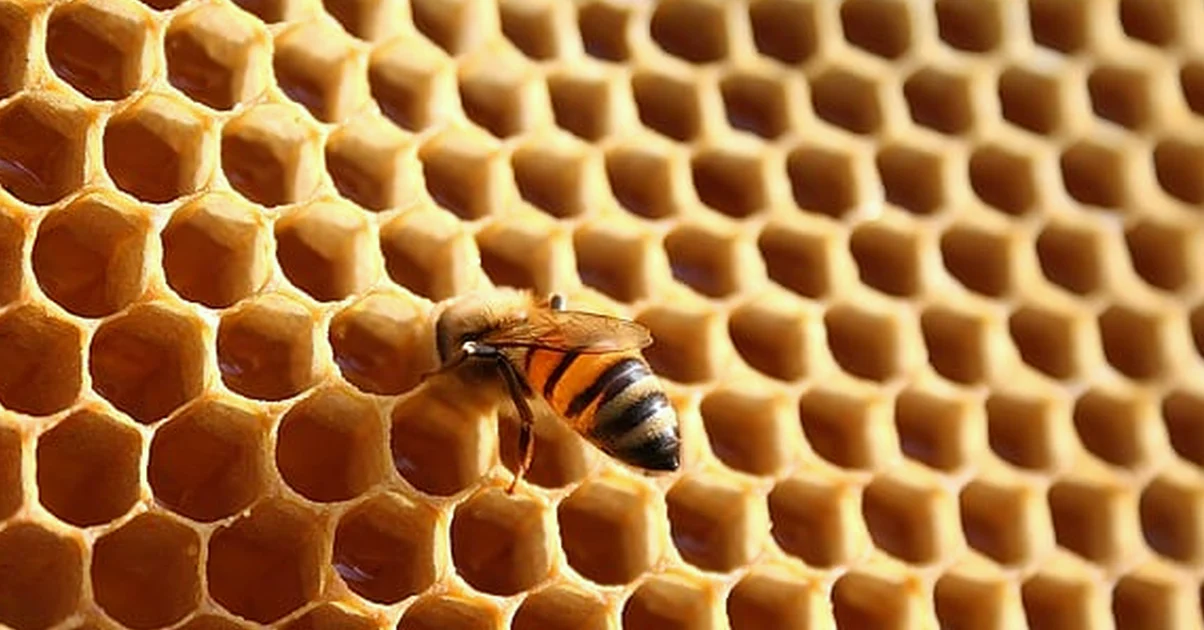 MGO misst Stärke, nicht die Echtheit von Manuka-Honig