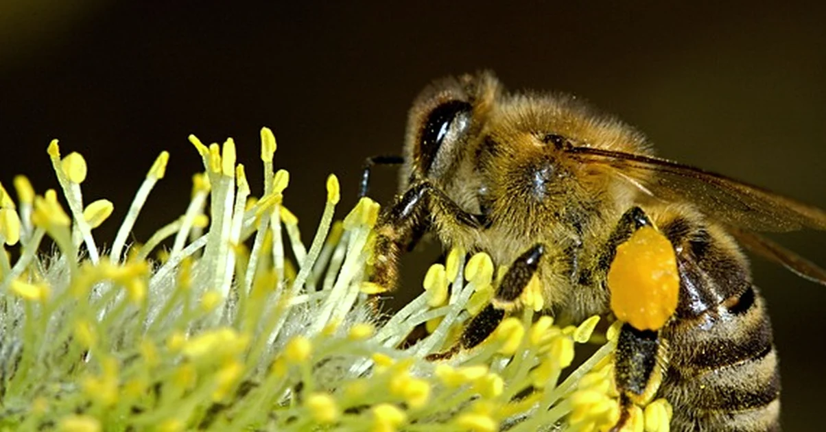 Neue Bienenschmarotzer: Imker jetzt vorbereiten