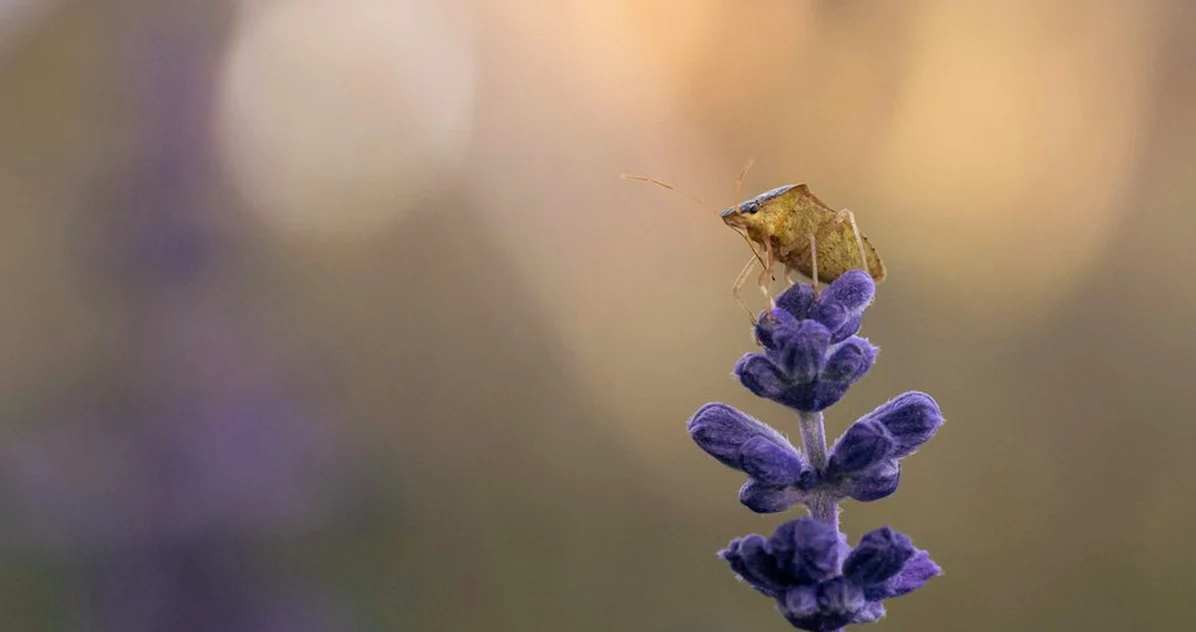 Schon zwei Völker machen Hobby-Imkerei meldepflichtig