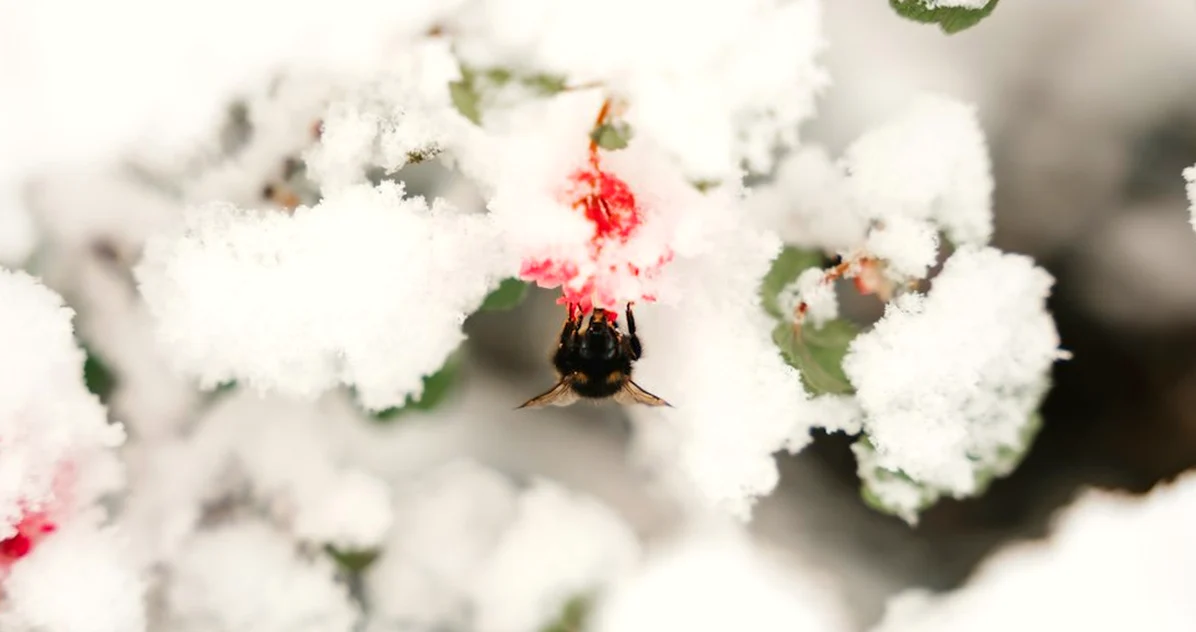 Schwache Bienenvölker nicht allein überwintern