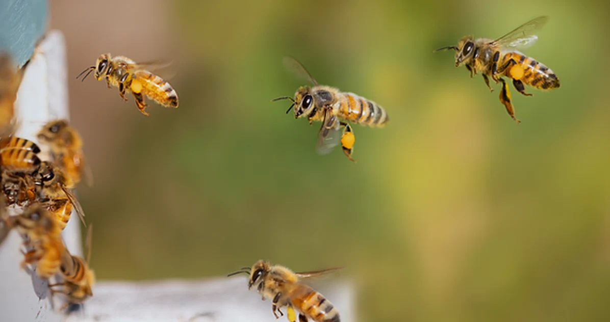 Aufbau eines Bienenvolks: Königin, Brut und Arbeiterinnen