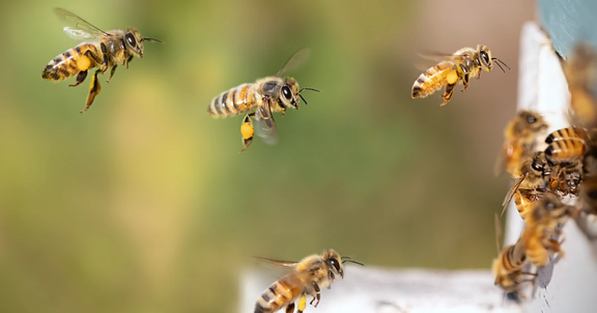Wer Bienen anmeldet, übersieht oft die Baugenehmigung