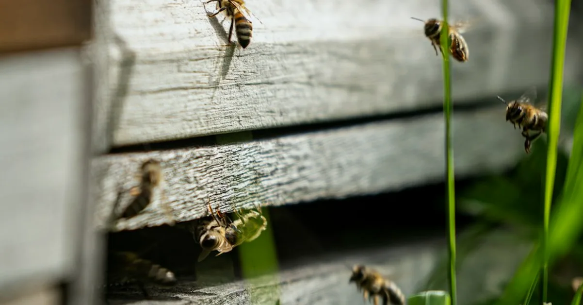 Wer Bienen gegen Kälte dämmt, übersieht Restvarroa