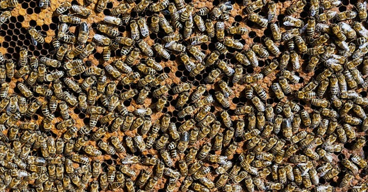 Wer den Bienenstandort pachtet, übersieht oft Haftung