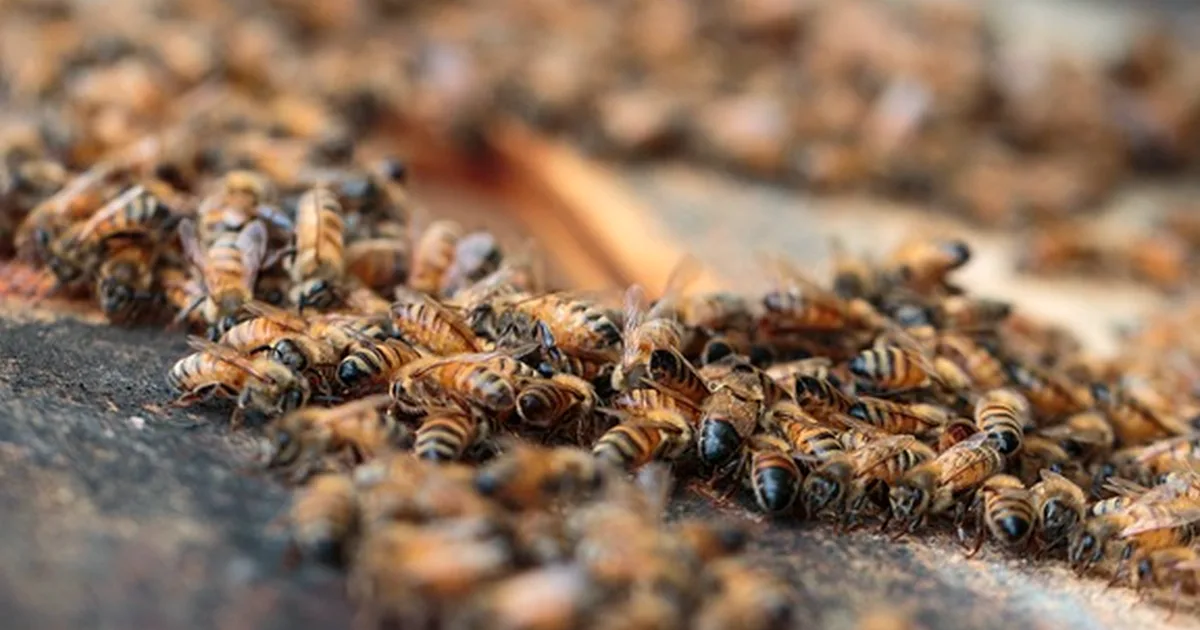 Stockkarte richtig führen: Warnzeichen im Bienenvolk erkennen