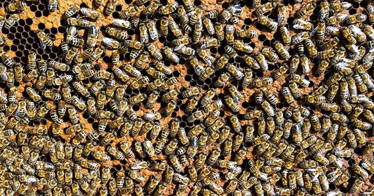 Wer Honig zu früh erntet, riskiert gärende Gläser